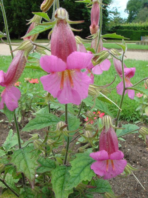 Rehmannia elata fleur